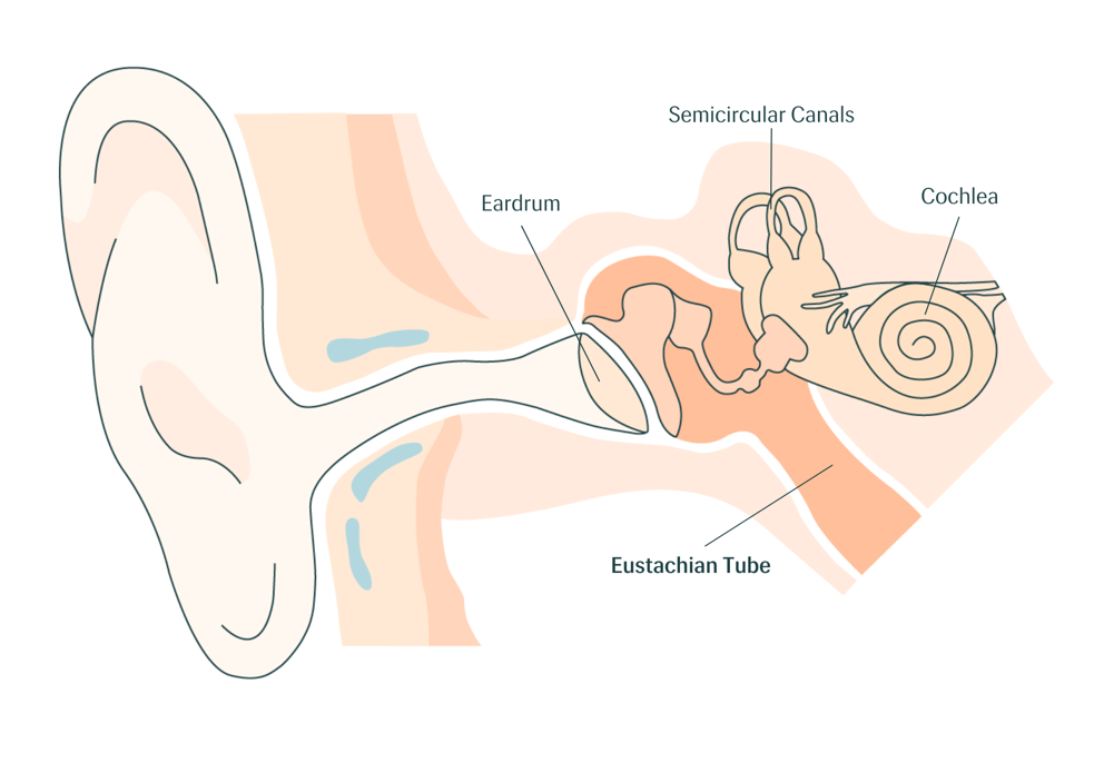 Eustachian Tube (1)